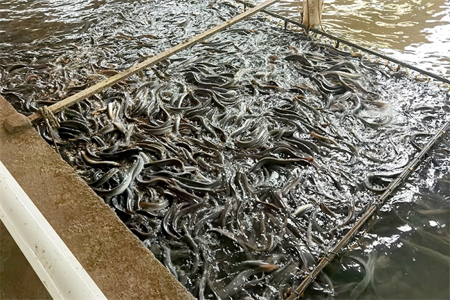 安全经济的鳗鱼养殖热泵热水系统